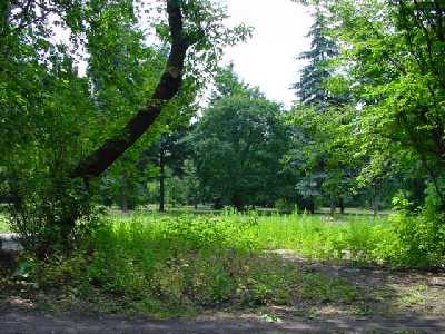 offene baumschattige Grnflche im Park
