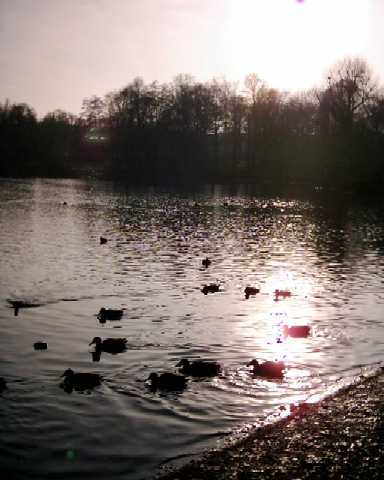 Enten'ftter'stelle nahe des Milchhuschens am See