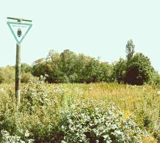 Das NSG Idehorst ist Greifvogelrevier und geschützt.