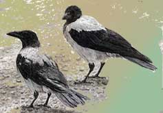 Nebelkrähe (Corvus corone cornix)