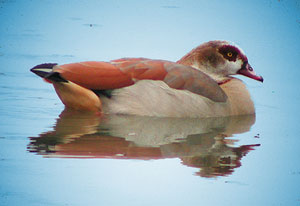 Nilgans