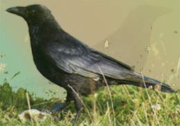 Rabenkrähe (Corvus corone corone)