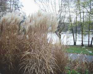 Weier See - Badesee, Regenwasserrckhalte der BWB, Natur in der Grostadt