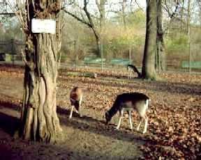 Tiergehege: Hirsch Heinrich musste weichen, aber die Hirschkhe sind Anlaufziel fr Kinder und Familien